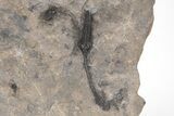 Devonian Crinoid Plate With Partial Drotops - Issoumour, Morocco #215214-1